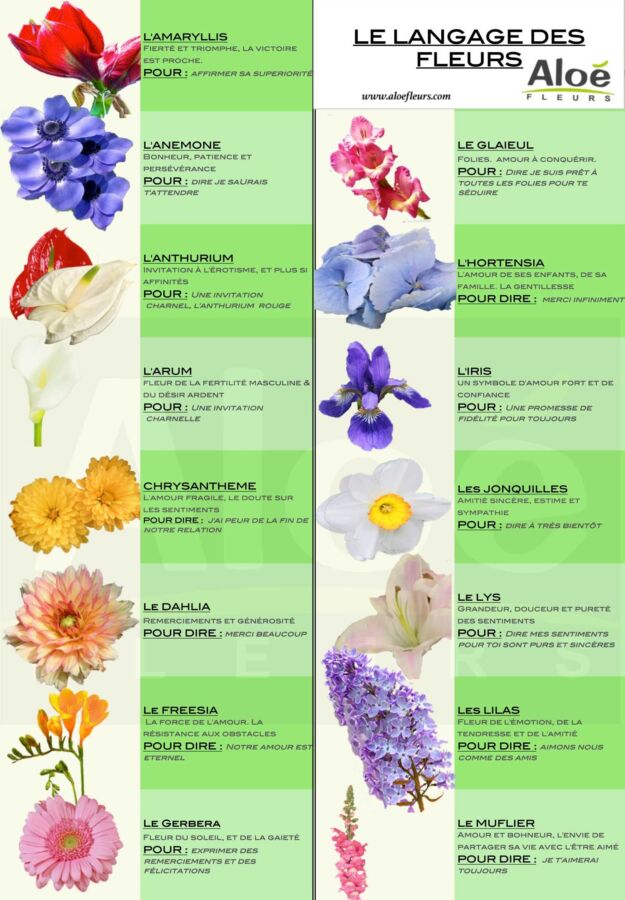 image_1773956880 Exploration de la signification des couleurs des fleurs