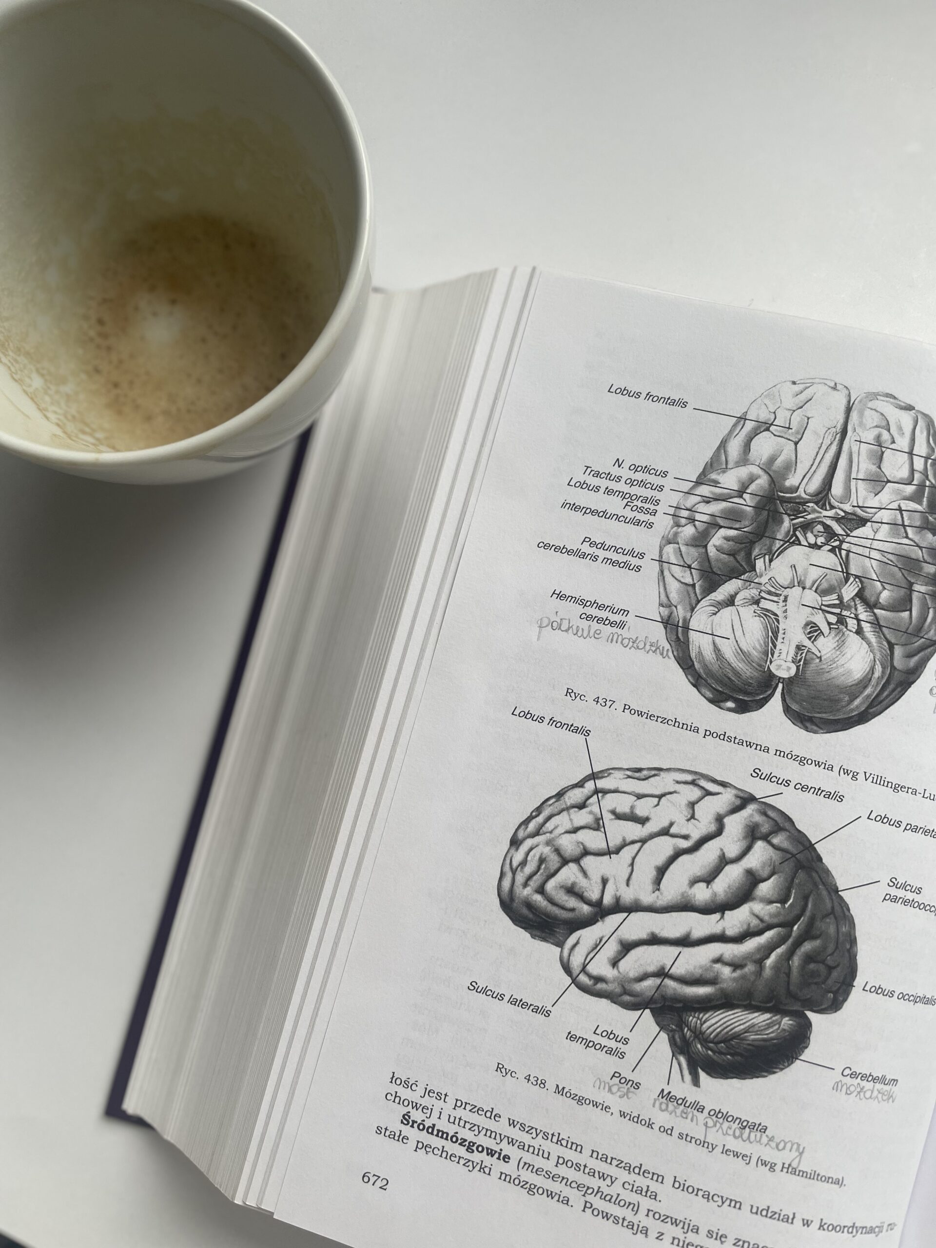 Étudiant suivant une licence en psychologie à distance