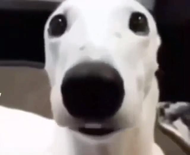 Chien qui claque des dents : l&rsquo;essentiel en pratique