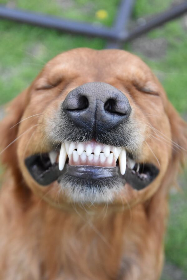 Chien dents qui claquent