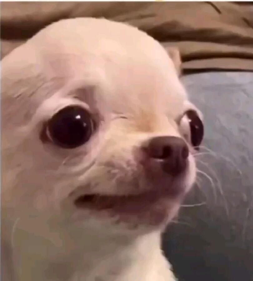 Chien claquant des dents