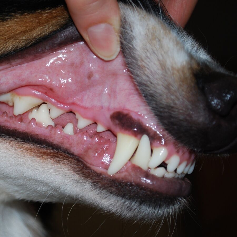 Comportement chien dents