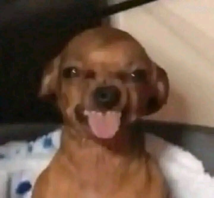 Chien claquant des dents