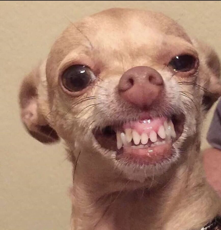 Comportement chien dents