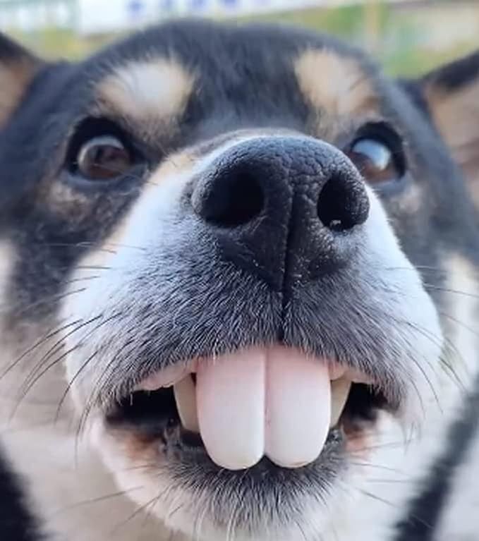 Chien dents qui claquent