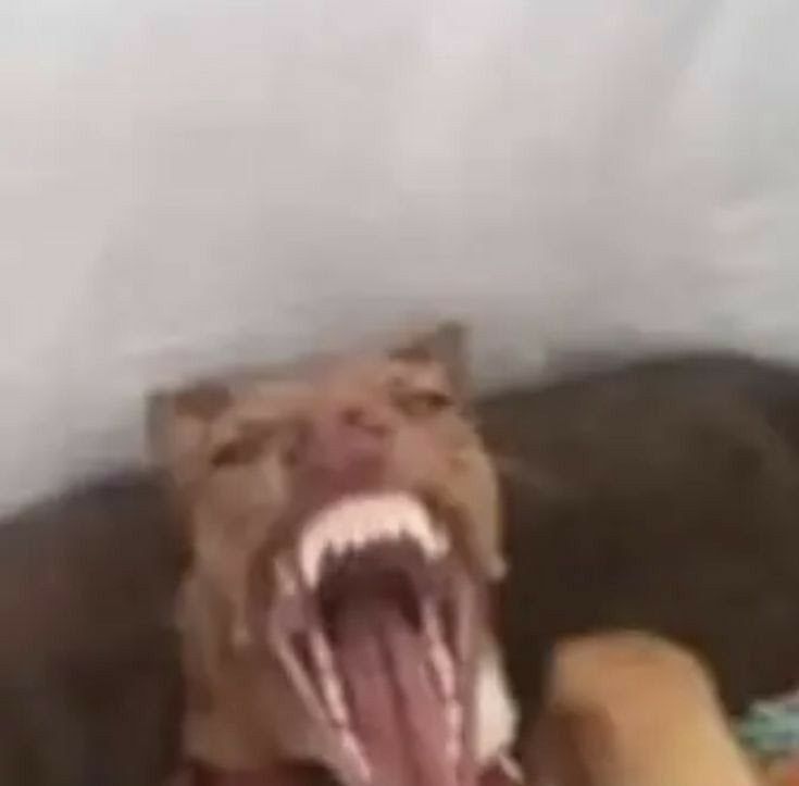 Chien claquant des dents