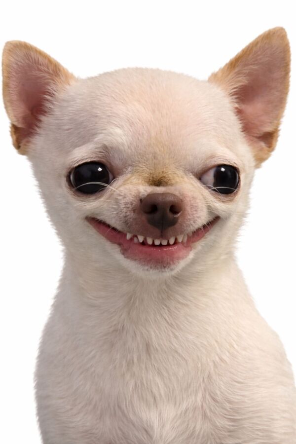 Claquement de dents canin