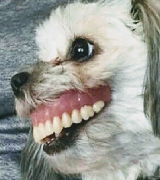 Comportement chien dents