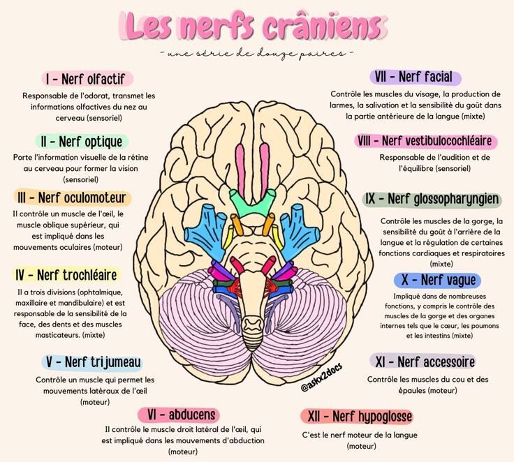 Partie du cerveau qui gère les émotions : ce qui fonctionne après 60 ans