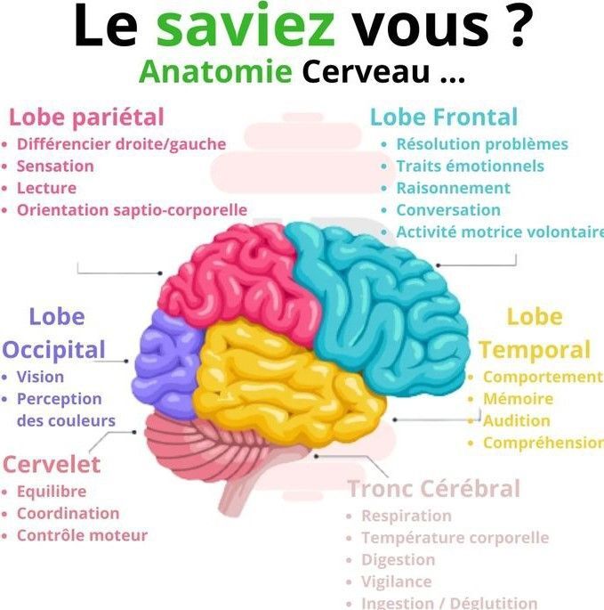 Gestion émotionnelle cerveau âgé