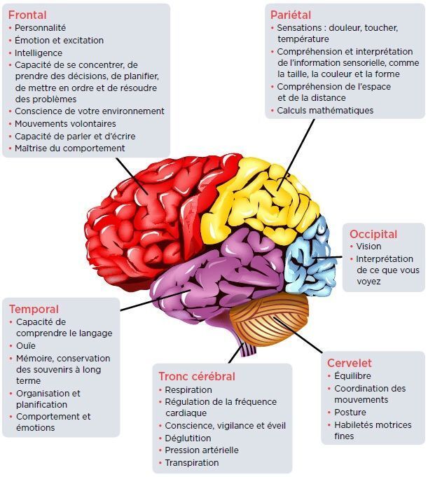 Gestion émotionnelle cerveau âgé