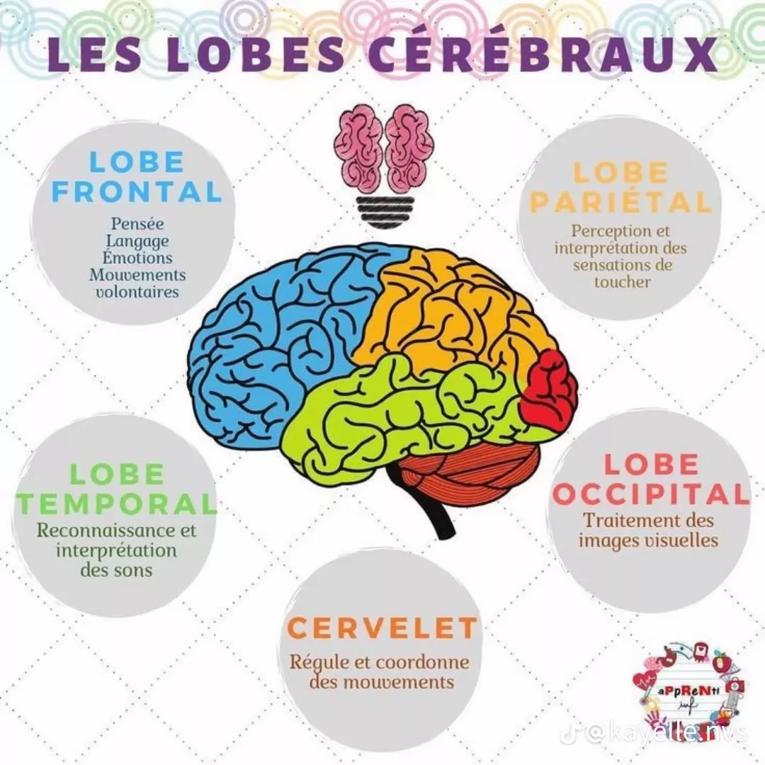 Émotions et cerveau senior