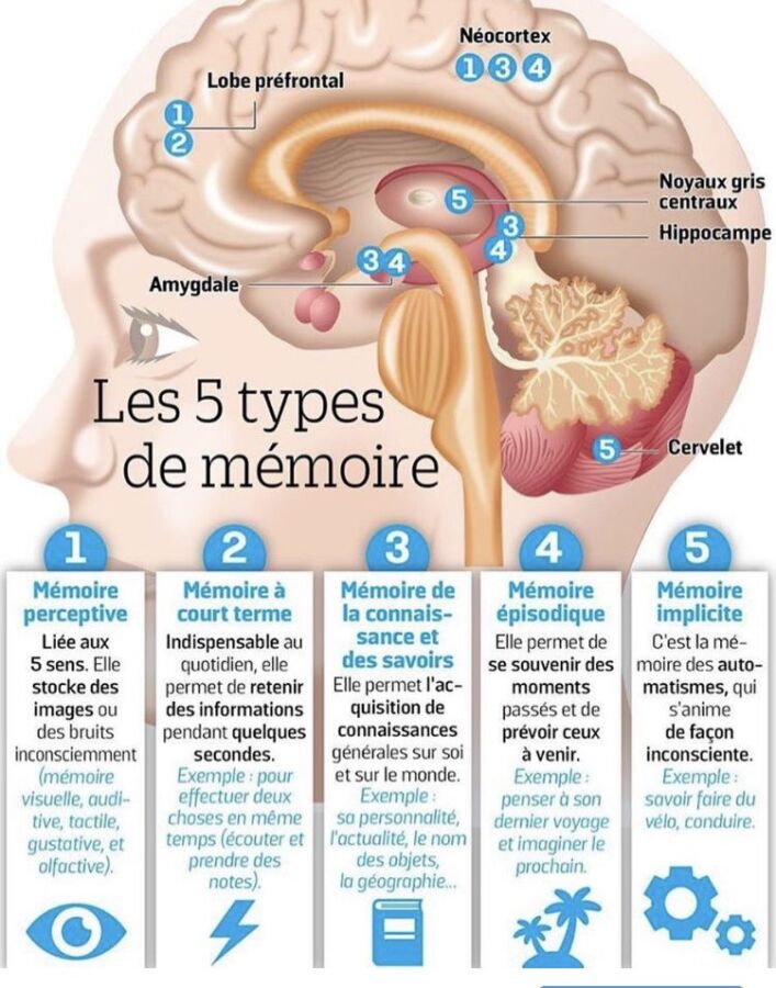 Cerveau émotions après 60 ans