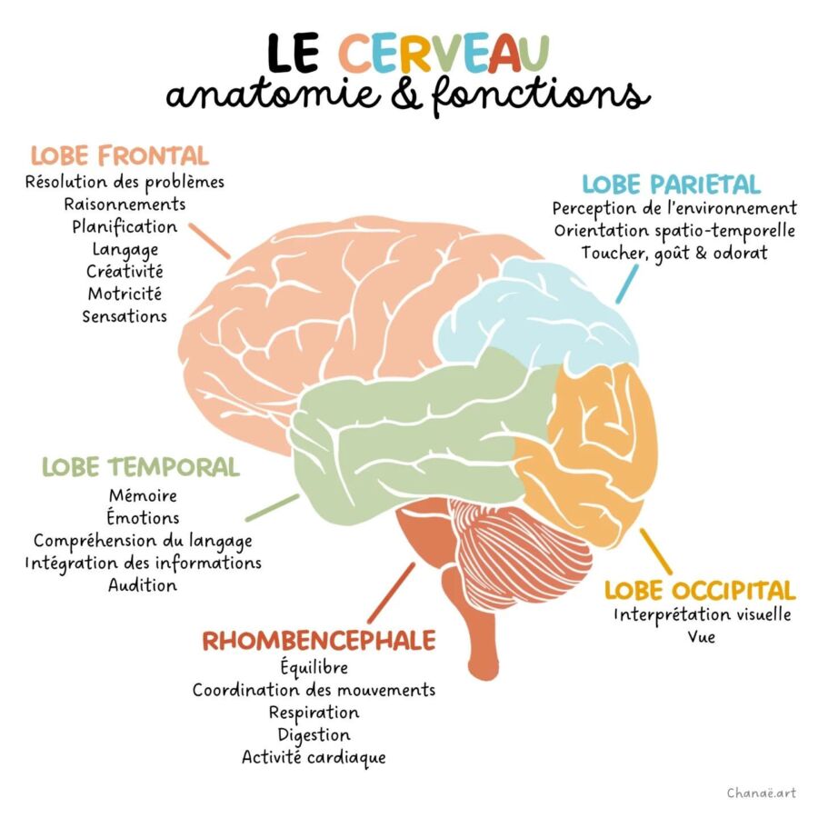 Gestion émotionnelle cerveau âgé